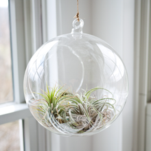 Terranium